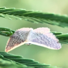 Idaea inversata at Dryandra St Woodland - 25 Feb 2024