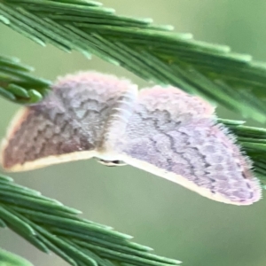 Idaea inversata at Dryandra St Woodland - 25 Feb 2024