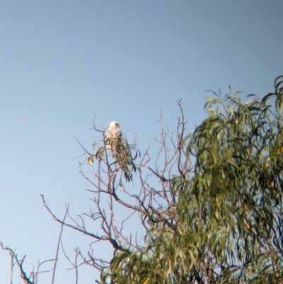 Elanus axillaris (Black-shouldered Kite) at Kooringal, NSW - 23 Feb 2024 by Darcy