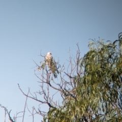 Elanus axillaris (Black-shouldered Kite) at Kooringal, NSW - 23 Feb 2024 by Darcy