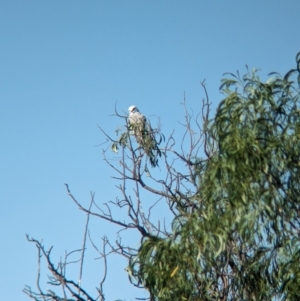Elanus axillaris at Kooringal, NSW - 24 Feb 2024