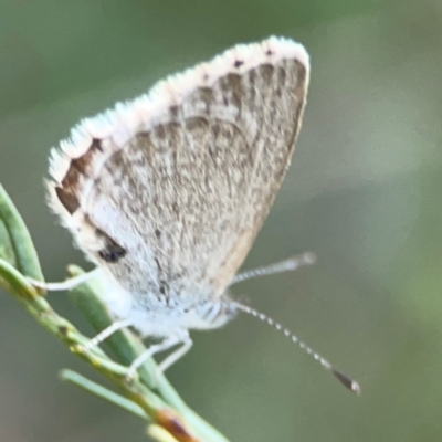 Zizina otis (Common Grass-Blue) at Dryandra St Woodland - 25 Feb 2024 by Hejor1