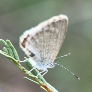 Zizina otis at Dryandra St Woodland - 25 Feb 2024