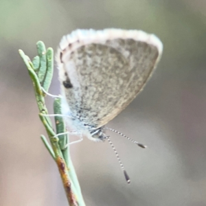 Zizina otis at Dryandra St Woodland - 25 Feb 2024