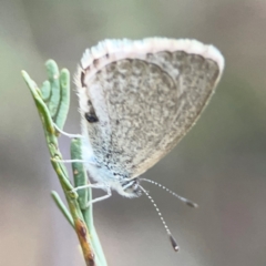 Zizina otis at Dryandra St Woodland - 25 Feb 2024