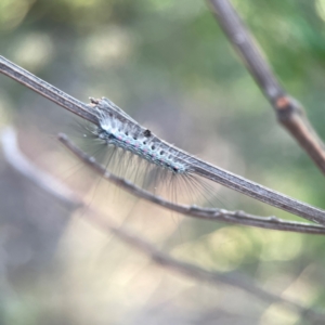 Anestia (genus) at Dryandra St Woodland - 25 Feb 2024