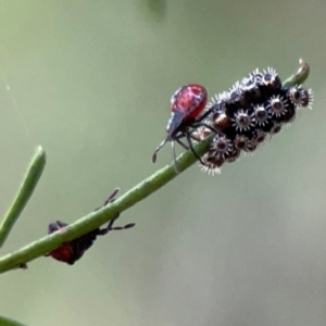 Oechalia schellenbergii at Dryandra St Woodland - 25 Feb 2024