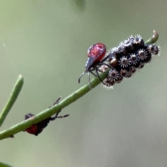 Oechalia schellenbergii (Spined Predatory Shield Bug) at Dryandra St Woodland - 25 Feb 2024 by Hejor1