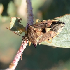 Oechalia schellenbergii at Dryandra St Woodland - 25 Feb 2024