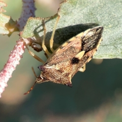 Oechalia schellenbergii at Dryandra St Woodland - 25 Feb 2024