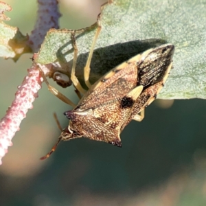 Oechalia schellenbergii at Dryandra St Woodland - 25 Feb 2024