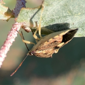 Oechalia schellenbergii at Dryandra St Woodland - 25 Feb 2024