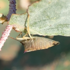 Oechalia schellenbergii at Dryandra St Woodland - 25 Feb 2024