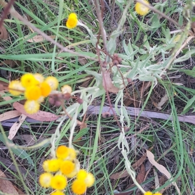 Chrysocephalum apiculatum (Common Everlasting) at Watson, ACT - 25 Feb 2024 by MPW
