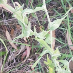 Chrysocephalum apiculatum at Watson, ACT - suppressed