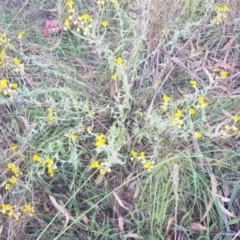 Chrysocephalum apiculatum at Watson, ACT - suppressed