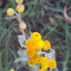 Chrysocephalum apiculatum at Watson, ACT - suppressed