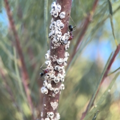 Melanococcus albizziae at Dryandra St Woodland - 25 Feb 2024 06:32 PM