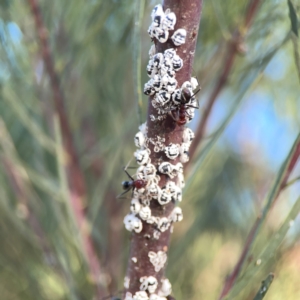 Melanococcus albizziae at Dryandra St Woodland - 25 Feb 2024 06:32 PM