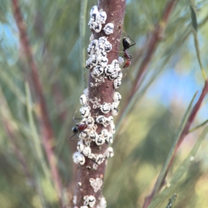 Melanococcus albizziae at Dryandra St Woodland - 25 Feb 2024 06:32 PM