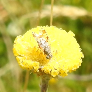 Austrotephritis poenia at Kosciuszko National Park - 21 Feb 2024