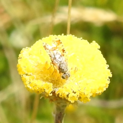 Austrotephritis poenia (Australian Fruit Fly) at Kiandra, NSW - 21 Feb 2024 by HelenCross