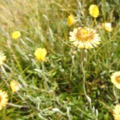 Coronidium monticola (Mountain Button Everlasting) at Kosciuszko National Park - 21 Feb 2024 by HelenCross