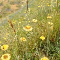 Coronidium monticola at Kosciuszko National Park - 21 Feb 2024