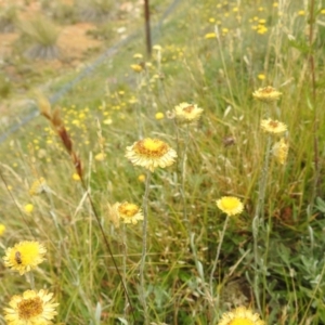 Coronidium monticola at Kosciuszko National Park - 21 Feb 2024