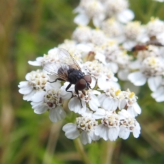 Muscidae (family) (Unidentified muscid fly) at Kiandra, NSW - 21 Feb 2024 by HelenCross