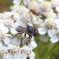 Muscidae (family) at Kosciuszko National Park - 21 Feb 2024