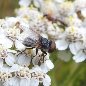 Muscidae (family) at Kosciuszko National Park - 21 Feb 2024