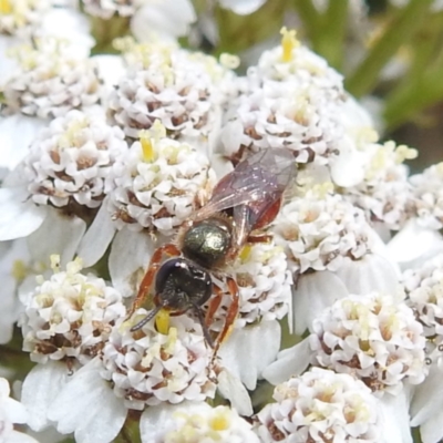 Lasioglossum (Homalictus) punctatus (A halictid bee) at Kiandra, NSW - 21 Feb 2024 by HelenCross