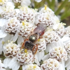 Lasioglossum (Homalictus) punctatus (A halictid bee) at Kosciuszko National Park - 21 Feb 2024 by HelenCross