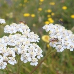 Lasioglossum (Homalictus) punctatum at Kosciuszko National Park - 21 Feb 2024