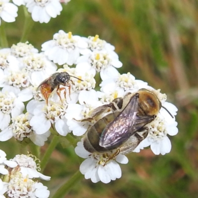 Unidentified Bee (Hymenoptera, Apiformes) at Kosciuszko National Park - 21 Feb 2024 by HelenCross