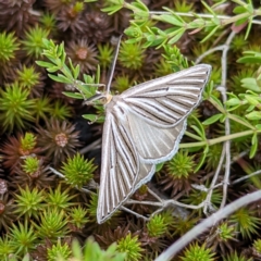 Amelora leucaniata (Striped Cape-moth) at Broken Dam, NSW - 21 Feb 2024 by HelenCross