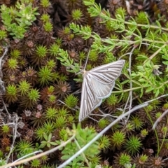 Amelora leucaniata at Kosciuszko National Park - 21 Feb 2024