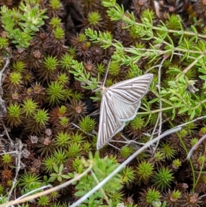 Amelora leucaniata at Kosciuszko National Park - 21 Feb 2024 12:13 PM