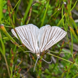 Amelora leucaniata at Kosciuszko National Park - 21 Feb 2024