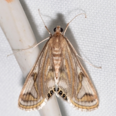 Strepsinoma foveata (Pyralid moth, Snout moth) at QPRC LGA - 25 Feb 2024 by DianneClarke