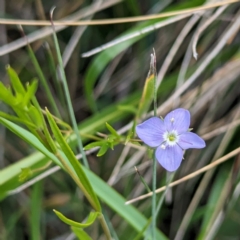 Veronica subtilis (Slender Speedwell) at Gooandra, NSW - 21 Feb 2024 by HelenCross