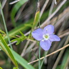 Veronica subtilis at Kosciuszko National Park - 21 Feb 2024