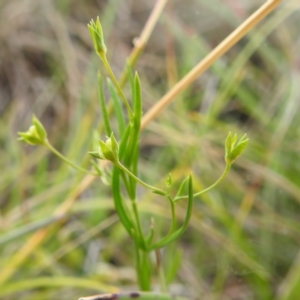 Veronica subtilis at Kosciuszko National Park - 21 Feb 2024