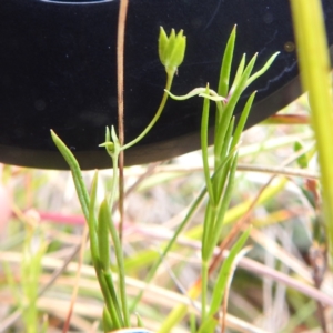 Veronica subtilis at Kosciuszko National Park - 21 Feb 2024