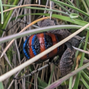 Acripeza reticulata at Kosciuszko National Park - 21 Feb 2024