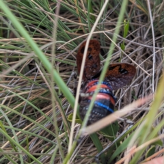 Acripeza reticulata at Kosciuszko National Park - 21 Feb 2024