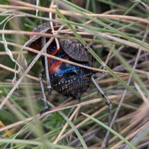 Acripeza reticulata at Kosciuszko National Park - 21 Feb 2024