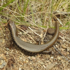 Eulamprus tympanum (Southern Water Skink) at Gooandra, NSW - 21 Feb 2024 by HelenCross