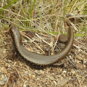 Eulamprus tympanum at Kosciuszko National Park - 21 Feb 2024